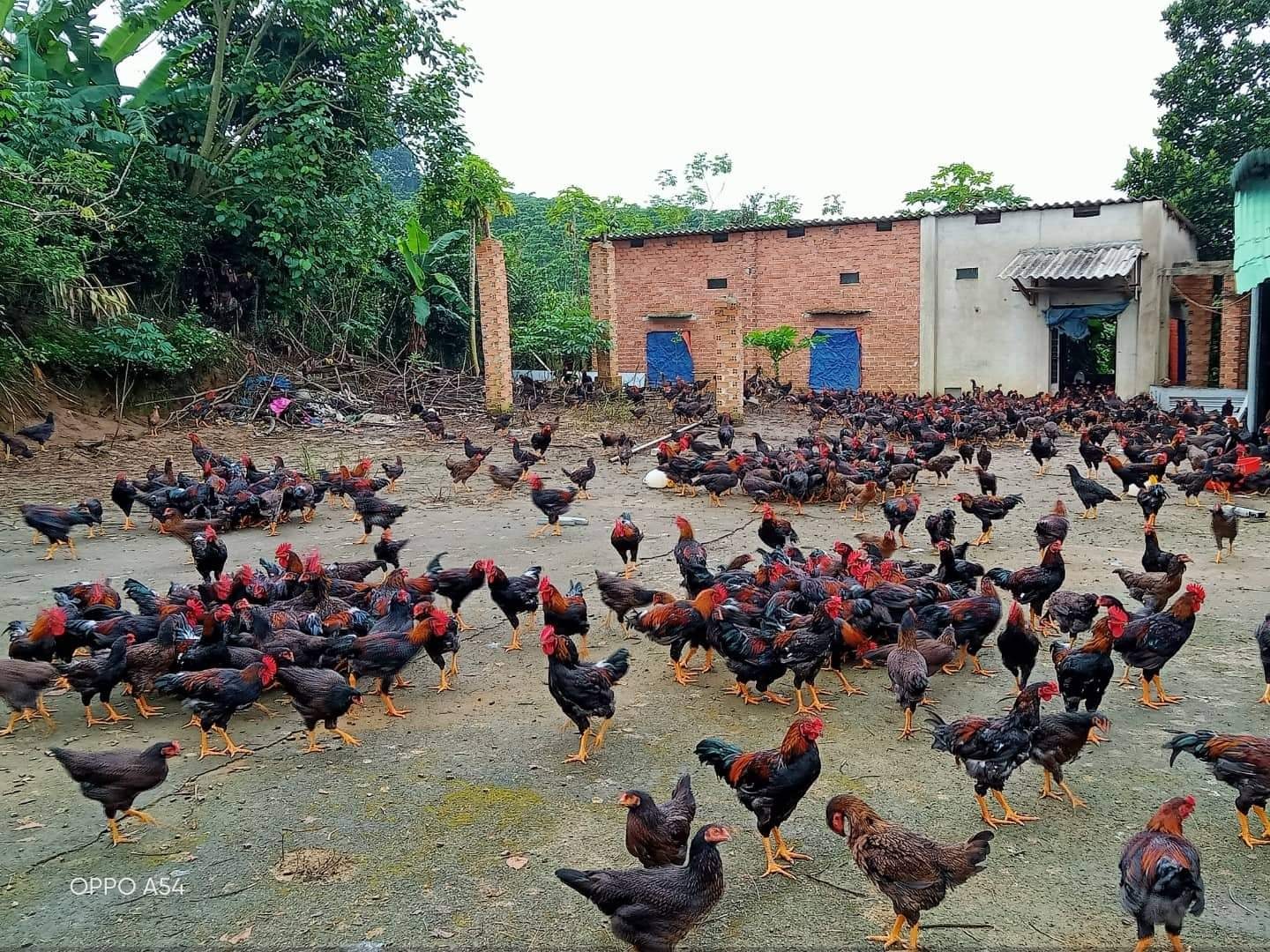 Tiêu dùng trong tuần (từ 8-14/8/2022): Giá gà tăng cao, người chăn nuôi phấn khởi